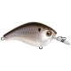 Black Back Shad 