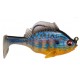 Cichlid