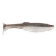 Gizzard Shad 