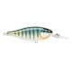Gilded Bluegill